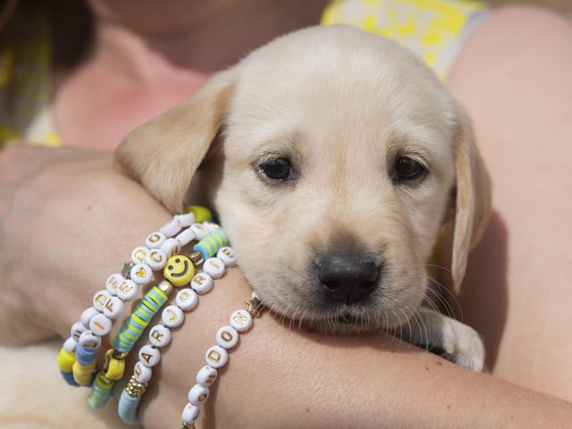 Eleven guide dog puppies have been given names inspired by Taylor Swift's lyrics and song titles.