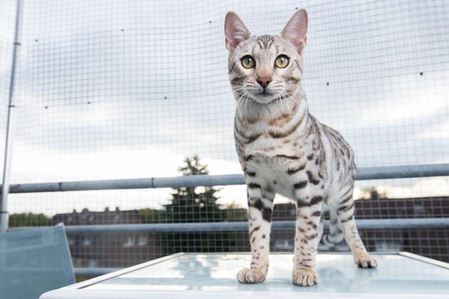 Like a mini leopard, the Bengal cat has markings that are extremely striking. They are one of the most loving and affectionate cats on the planet.