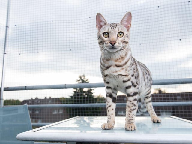 Like a mini leopard, the Bengal cat has markings that are extremely striking. They are one of the most loving and affectionate cats on the planet.