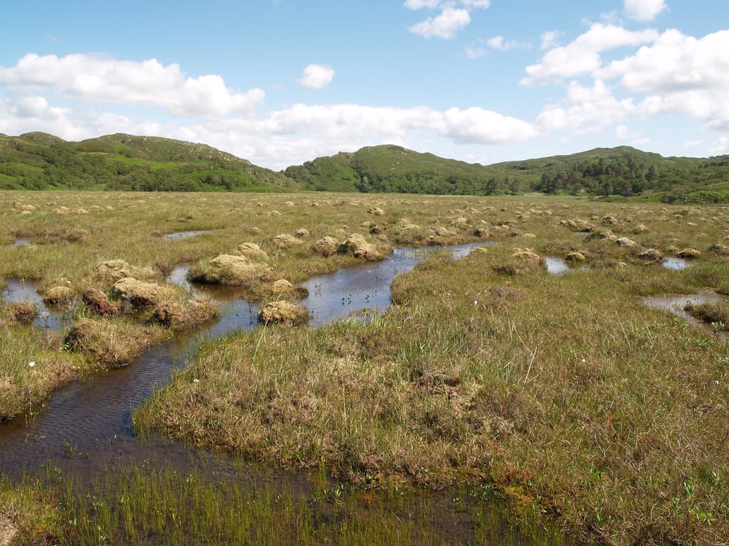 Rewilding Scotland: Natures wins from 2021 and priorities for 2022 Rewilding Scotland: Natures wins from 2021 and priorities for 2022