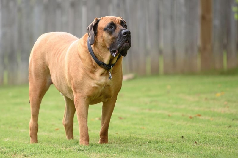 The English Mastiff is officially the largest dog in the world. According to the Guiness Book of World Records an English Mastiff dog called Zorba weighed in at 142.7 kg and stood 27 inches high in 1981.
