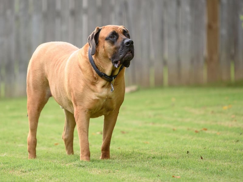 The English Mastiff is officially the largest dog in the world. According to the Guiness Book of World Records an English Mastiff dog called Zorba weighed in at 142.7 kg and stood 27 inches high in 1981.