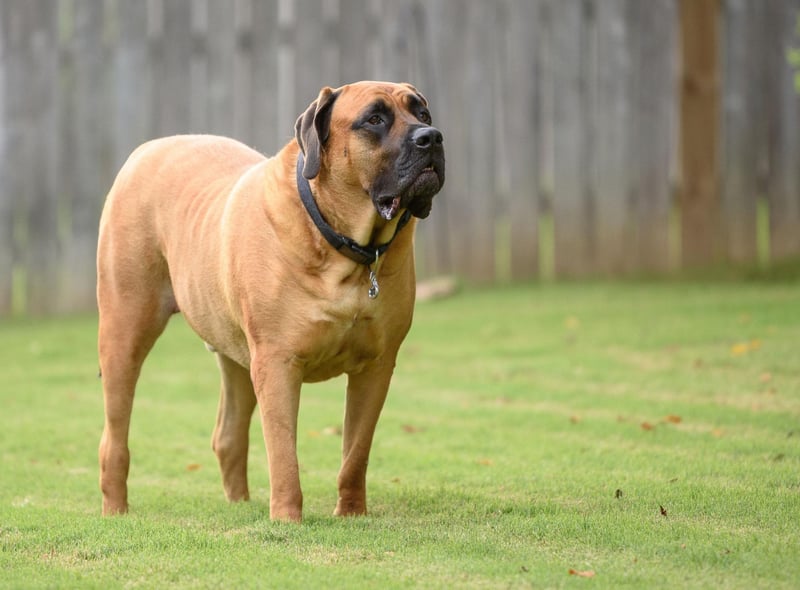 The English Mastiff is officially the largest dog in the world. According to the Guiness Book of World Records an English Mastiff dog called Zorba weighed in at 142.7 kg and stood 27 inches high in 1981.