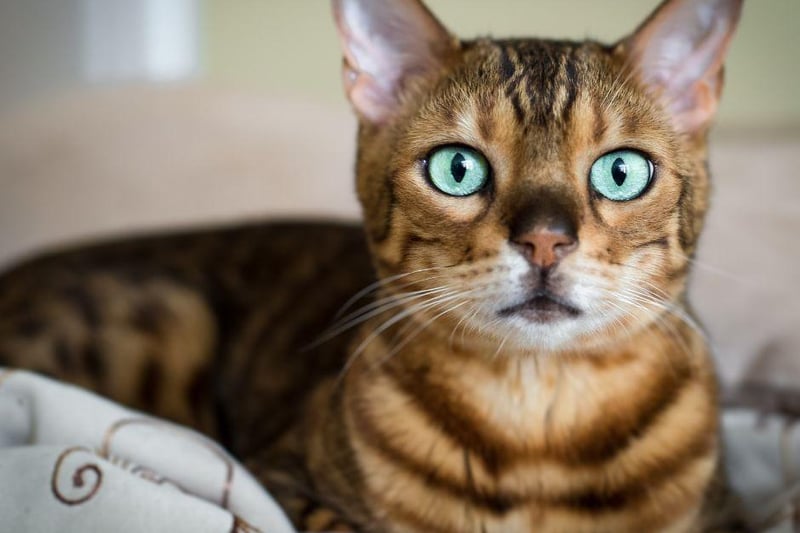 Bengals love to interact with their owner and are known to be particularly social - if you have another kitty cat already, a Bengal would be a good second option in most cases as they thrive on company.