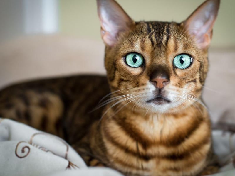 Bengals love to interact with their owner and are known to be particularly social - if you have another kitty cat already, a Bengal would be a good second option in most cases as they thrive on company.