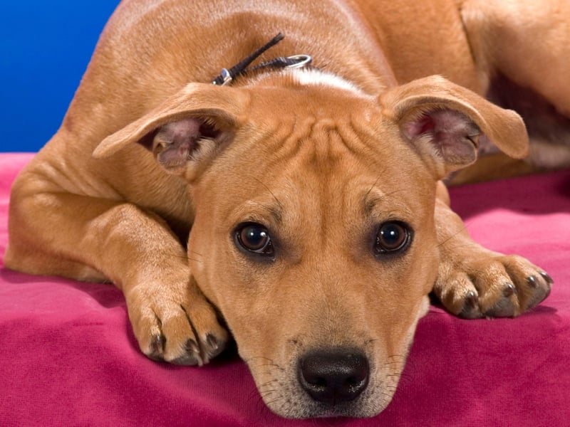 Short for Roxanne, Roxy is one of the most popular female dog names for Staffy pups. It's a shortened form of the name Roxanne, meaning 'dawn'.