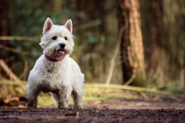 The West Highland terrier, which originated in Scotland, is just one of the breeds showing a significant drop in registrations over the past ten years