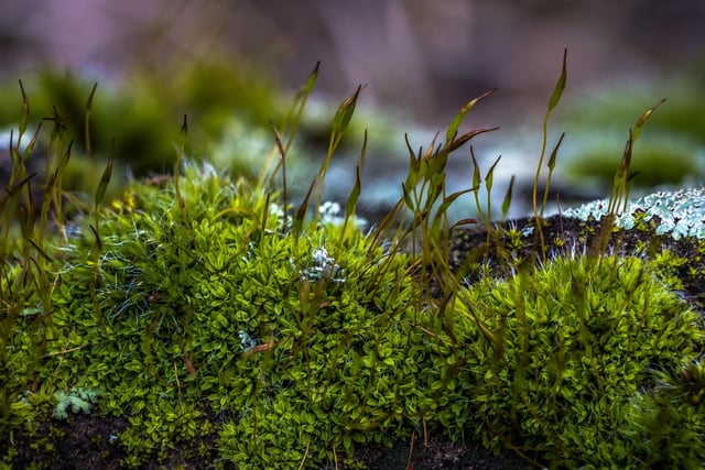 It may irritate gardeners when it ruins their perfectly-manicured lawns, but moss is one of natures true survivors. In November many species are at their peak, covering evey available surface in woodland. Get up close to it, using a magnifying glass if you have one, and see just how beautiful it is.