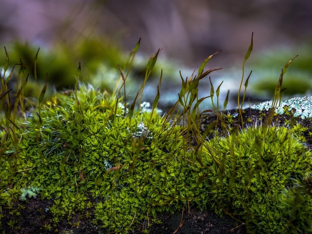 It may irritate gardeners when it ruins their perfectly-manicured lawns, but moss is one of natures true survivors. In November many species are at their peak, covering evey available surface in woodland. Get up close to it, using a magnifying glass if you have one, and see just how beautiful it is.