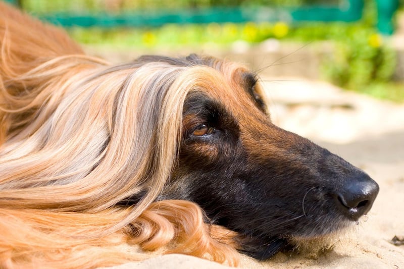 Afghan Hounds were one of several breeds that first arrived in the UK in the 19th century by army officers returning from India - which at the time included Afghanistan .