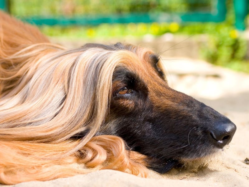 Afghan Hounds were one of several breeds that first arrived in the UK in the 19th century by army officers returning from India - which at the time included Afghanistan .