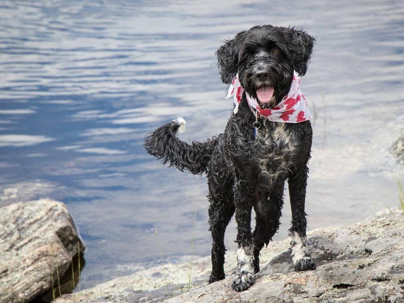 Dogs that have hair, rather than fur, are always trickier to keep in good condition, and the active and intelligent Portuguese Water Dog is a case in point. Regular brushing, bathing, and trimming is a must for this breed.