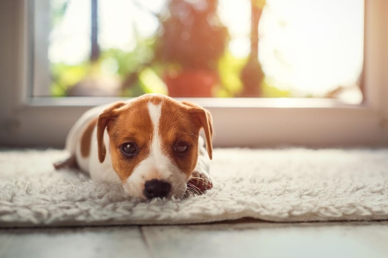 The cheeky and loving Jack Russell is perhaps the cheapest breed of puppy to buy - costing around £700-£1000.