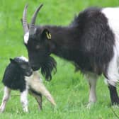 The tiny Bagot goat kid with his mum Janice at Edinburgh Zoo
Pic: RZSS