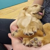 Cradling conked-out Labrador puppy