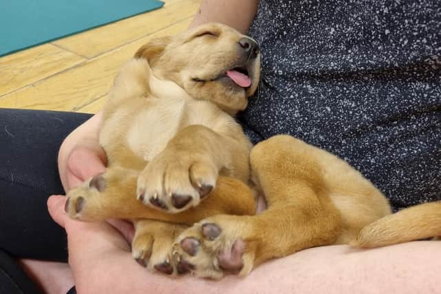 Cradling conked-out Labrador puppy