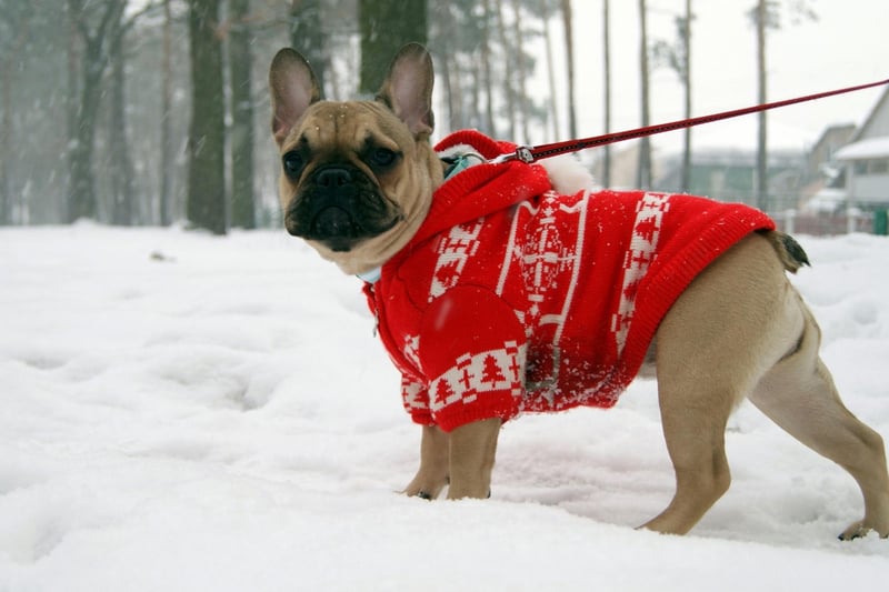 French Bulldogs would really rather spend the winter inside with you as their short coat is fairly useless in the cold. Keep your walks short and have blanket ready for your pup's arrival home.