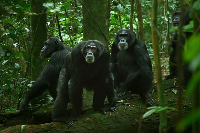 From the award winning director of My Octopus Teacher comes one of this year's best new documentaries which follows the vast chimpanzee community in a forest in Uganda and their social politics, family dynamics and territory disputes.