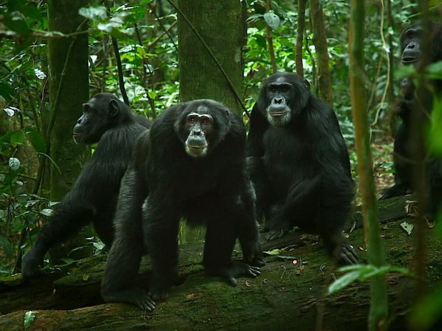 From the award winning director of My Octopus Teacher comes one of this year's best new documentaries which follows the vast chimpanzee community in a forest in Uganda and their social politics, family dynamics and territory disputes.