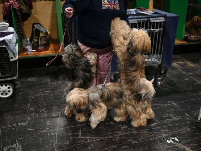 Tibetan Terrier dogs play with their handler backstage at Crufts.