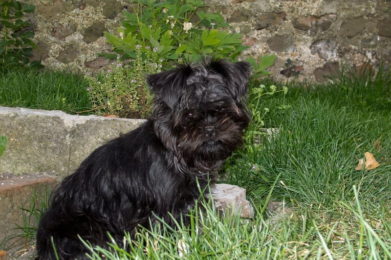The Affenpinscher, also known as a Monkey Terrier, has fairly wirey hair that is less likely to cause problems for allergy sufferers.