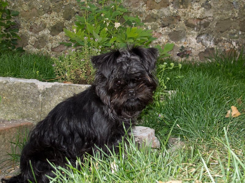 The Affenpinscher, also known as a Monkey Terrier, has fairly wirey hair that is less likely to cause problems for allergy sufferers.