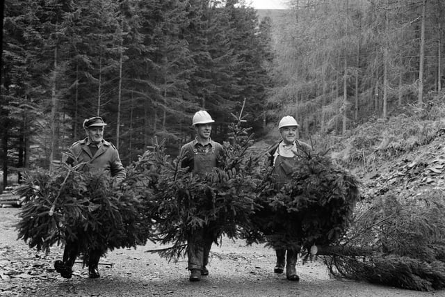Forestry workers carry Christmas trees cut by 'mechanical horse' at Cardona, in Peebleshire, in 1963.