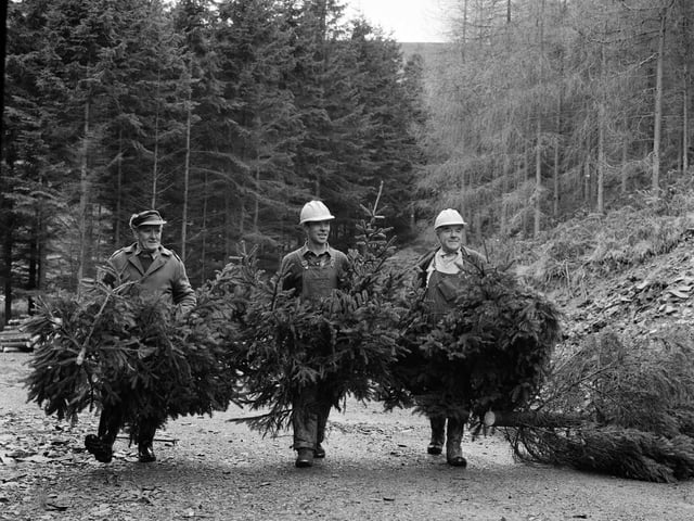 Forestry workers carry Christmas trees cut by 'mechanical horse' at Cardona, in Peebleshire, in 1963.