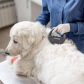 A vet checks the information contained on a dog's microchip.