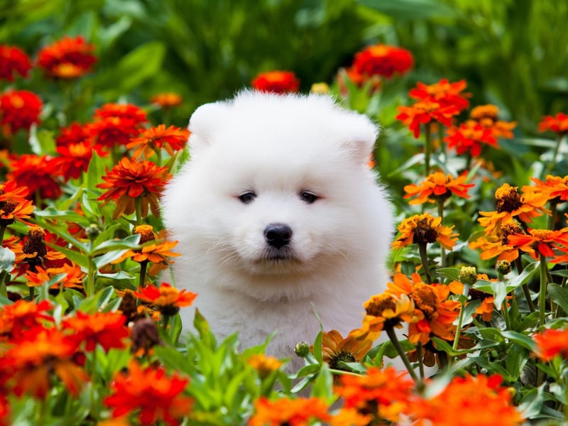 Maya the Samoyed is a huge star on Instagram and YouTube, with millions of people enjoying watching videos of her eating different kinds of food. They are said to be so relaxing that they help people get to sleep.
