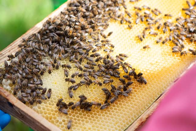 The bees whose honey is used in Bruadar.