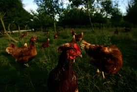 Free-range chicken are able to live much as nature intended, unlike those confined in cages (Picture: Daniel Berehulak/Getty Images)
