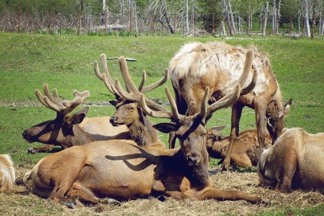 During the PGA Tour event in Colorado in 2011, a stampede of elk crossed the fairway, interrupting play for several minutes.