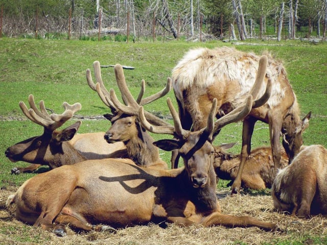 During the PGA Tour event in Colorado in 2011, a stampede of elk crossed the fairway, interrupting play for several minutes.