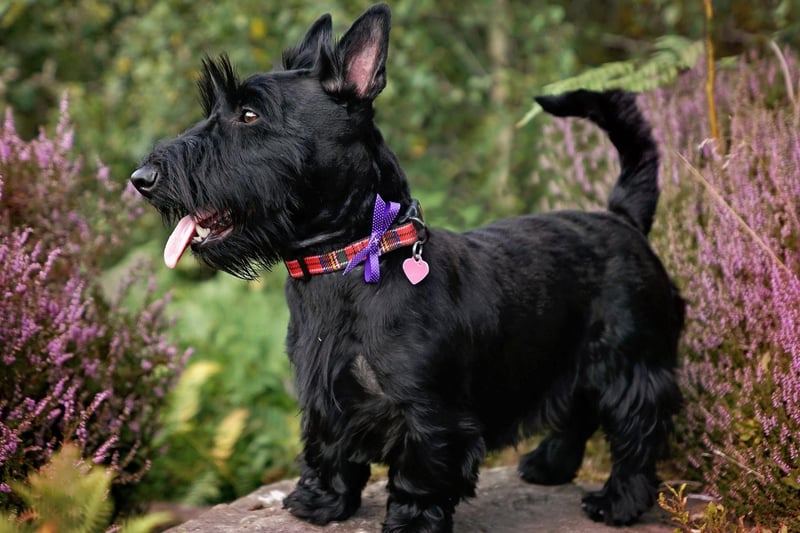 The Scottish Terrier, more commonly known as the Scottie Dog, is often very affectionate as a puppy. As they get older they tend to become increasingly independent, growing out of cuddles with their human family.