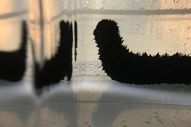Sea cucumbers are considered a delicacy in China but could be used to clean up uneaten food and fish waste at salmon farms