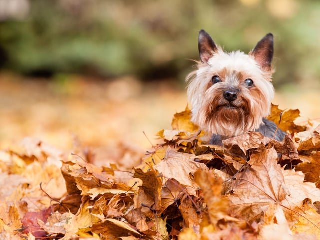 Rarely weighing any more than 3.2 kg, the Yorkshire Terrier is the second smallest breed of dog. Despite their tiny size they make surpisingly effective watch dogs.