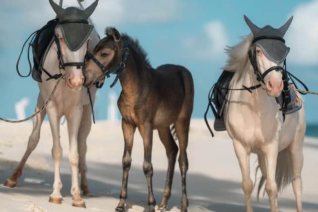 Horses at the Siyam World in the Maldives. Pic: Siyam World/PA.