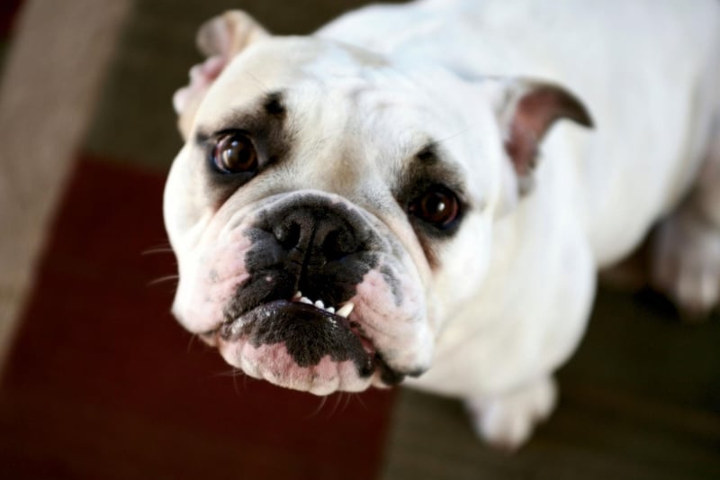 Perhaps unsurprisingly, the most popular name for an English Bulldog is Winston - named after the Prime Minister who led Britain during the Second World War. Winston Churchill actually had a pet Bulldog, called Dodo.