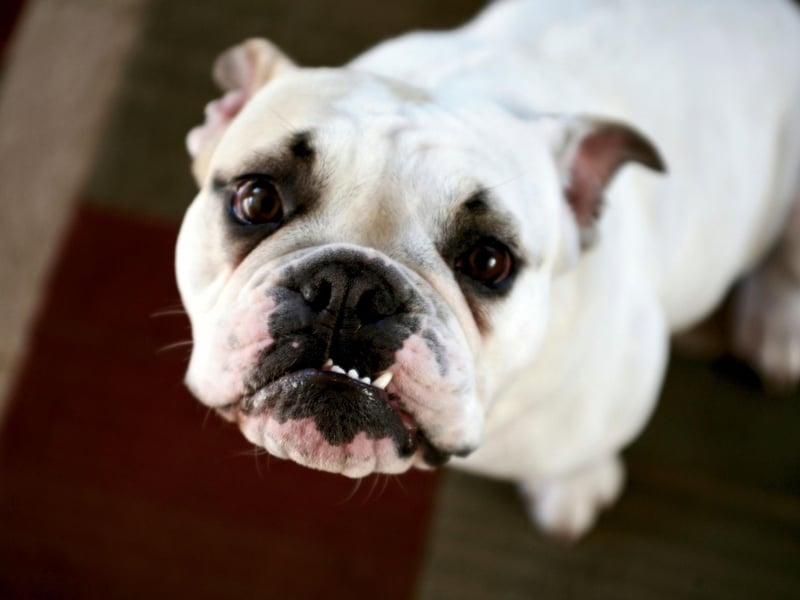 Perhaps unsurprisingly, the most popular name for an English Bulldog is Winston - named after the Prime Minister who led Britain during the Second World War. Winston Churchill actually had a pet Bulldog, called Dodo.