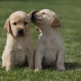 Eleven guide dog puppies have been given names inspired by Taylor Swift's lyrics and song titles.
