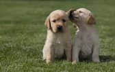Eleven guide dog puppies have been given names inspired by Taylor Swift's lyrics and song titles.