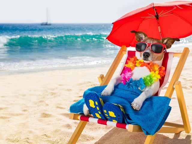Yes, dogs can get sunburnt, and yes, sunscreen is also for dogs. Body parts less covered in hair are more at risk of sunburn in summer, and lighter haired dogs are the most at risk, so use sunscreen designed for canine use for protection. Sunburn for dogs isn’t just painful, but like humans it can also increase risk of skin cancer.