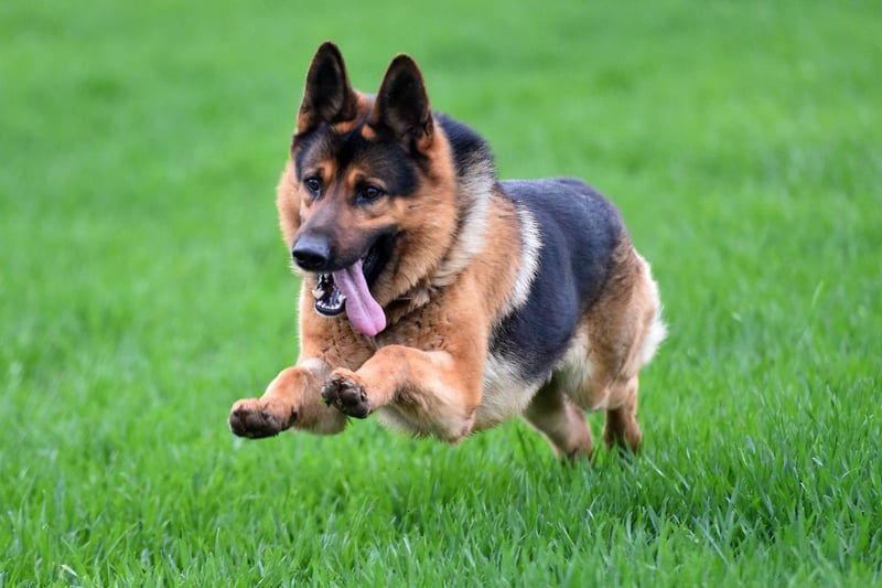 A breed popular with the army and police, the German Shepherd also regularly catches the eye of show judges - they've been awarded Best in Show three times.