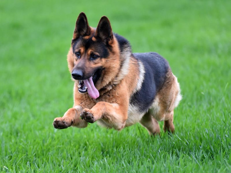 A breed popular with the army and police, the German Shepherd also regularly catches the eye of show judges - they've been awarded Best in Show three times.