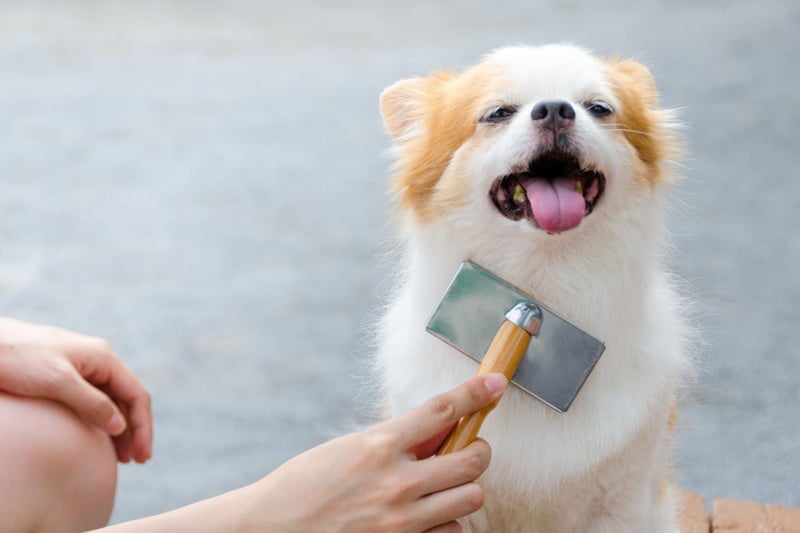 Professional grooming for your pet can be very expensive, costing an average of £43 per session. As the average dog needs four to six sessions per year, this can cost up to £258 per year. Instead, you could reduce this cost by keeping on top of basic grooming tasks such as regular brushing or the occasional bath. There are even a ton of free YouTube videos that show you how to care for your specific breed’s coat. Carrying out these simple tasks will not only help you bond with your pet, but it will extend the time needed between professional grooming sessions. You could reduce the number of required sessions and price by half to £129.