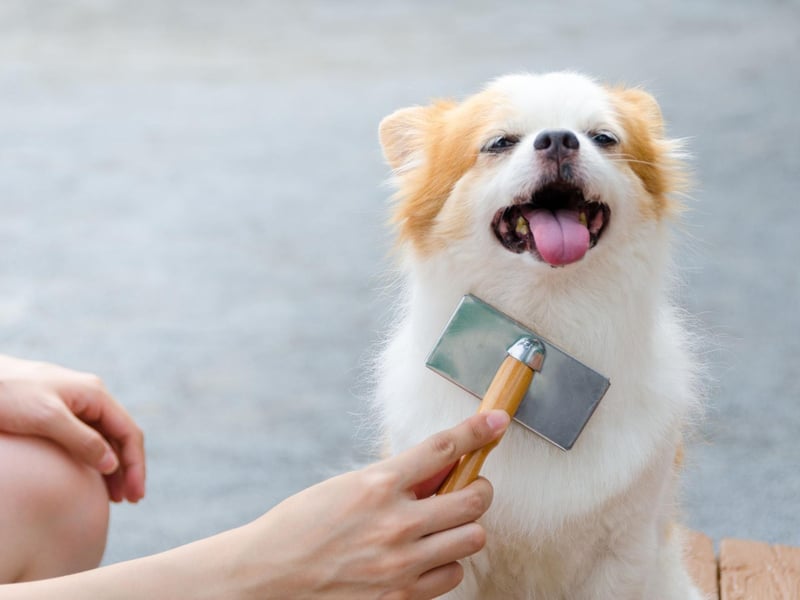 Professional grooming for your pet can be very expensive, costing an average of £43 per session. As the average dog needs four to six sessions per year, this can cost up to £258 per year. Instead, you could reduce this cost by keeping on top of basic grooming tasks such as regular brushing or the occasional bath. There are even a ton of free YouTube videos that show you how to care for your specific breed’s coat. Carrying out these simple tasks will not only help you bond with your pet, but it will extend the time needed between professional grooming sessions. You could reduce the number of required sessions and price by half to £129.