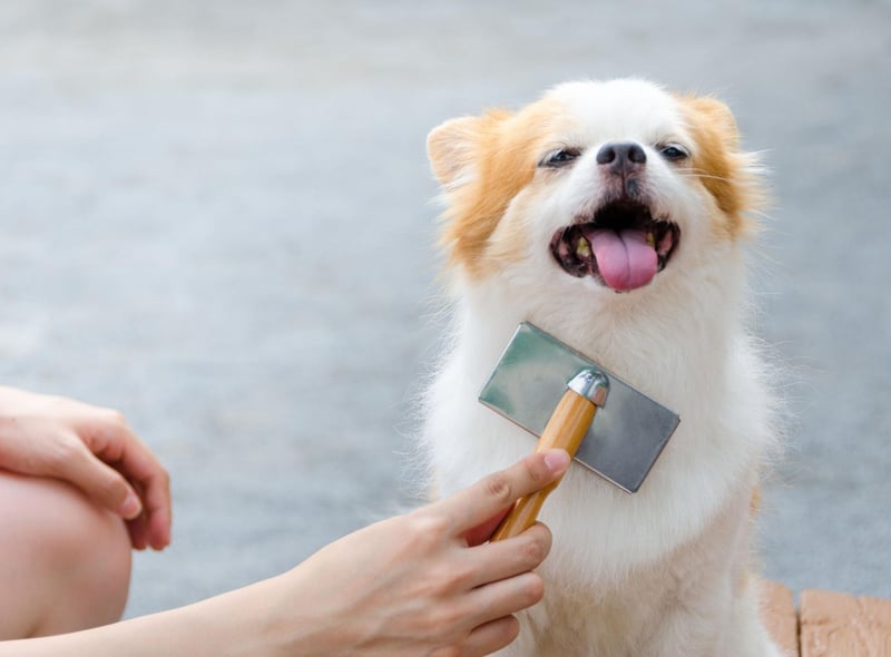 Professional grooming for your pet can be very expensive, costing an average of £43 per session. As the average dog needs four to six sessions per year, this can cost up to £258 per year. Instead, you could reduce this cost by keeping on top of basic grooming tasks such as regular brushing or the occasional bath. There are even a ton of free YouTube videos that show you how to care for your specific breed’s coat. Carrying out these simple tasks will not only help you bond with your pet, but it will extend the time needed between professional grooming sessions. You could reduce the number of required sessions and price by half to £129.