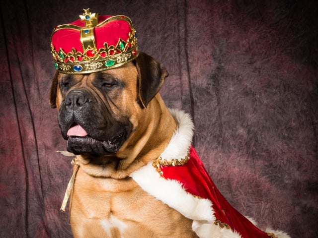 Another creation that makes use of a simple gown - this one trimmed with ermine (or fake fur to keep things inexpensive). If your dog is willing to put up with a crown or tiara then you can show that they are the king or queen of pups.