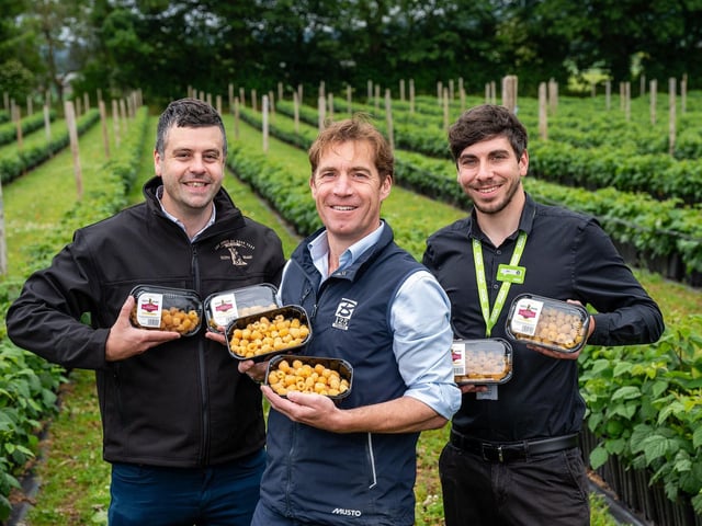 Andrew Young, Scotty Brand Development Manager, Geoff Bruce, Bruce Farms Director and Jon Smeaton, Asda West Dundee Trading Manager with the rare Scottish golden raspberries